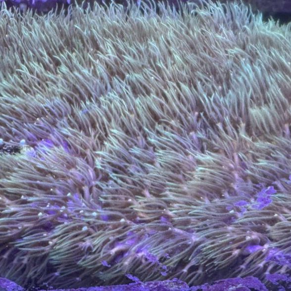 GSP Green Star Polyp Type 1