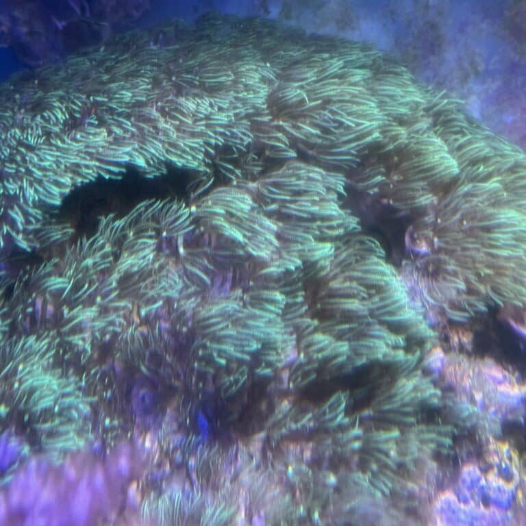 GSP Green Star Polyp Type 2