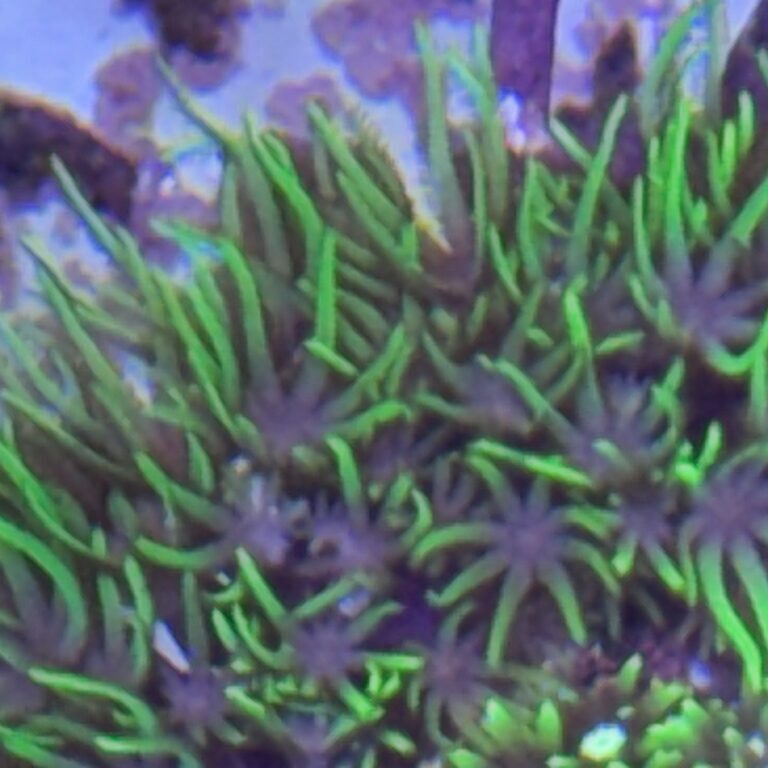 GSP Green Star Polyp Type 3
