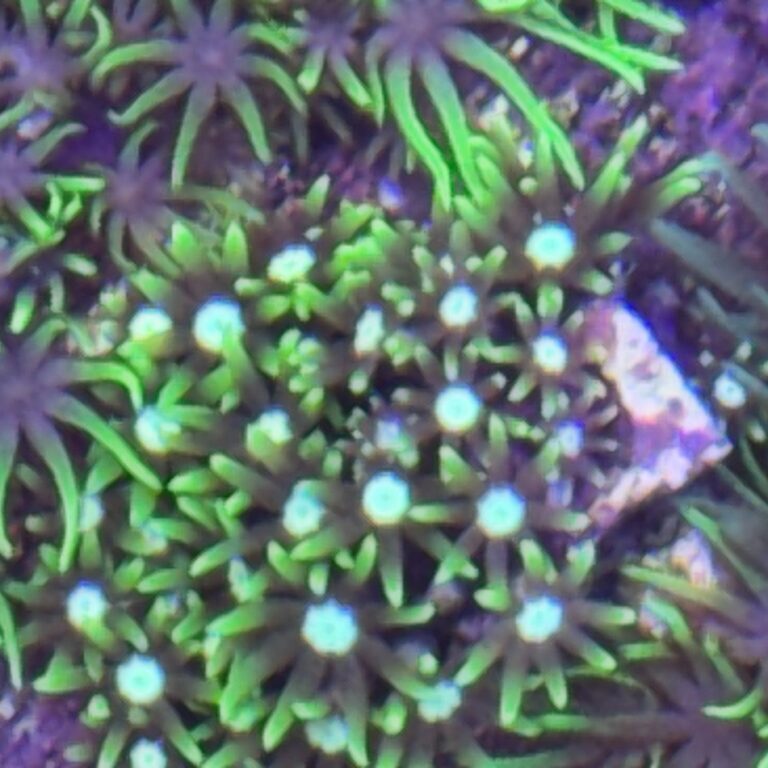 GSP Green Star Polyp Type 4