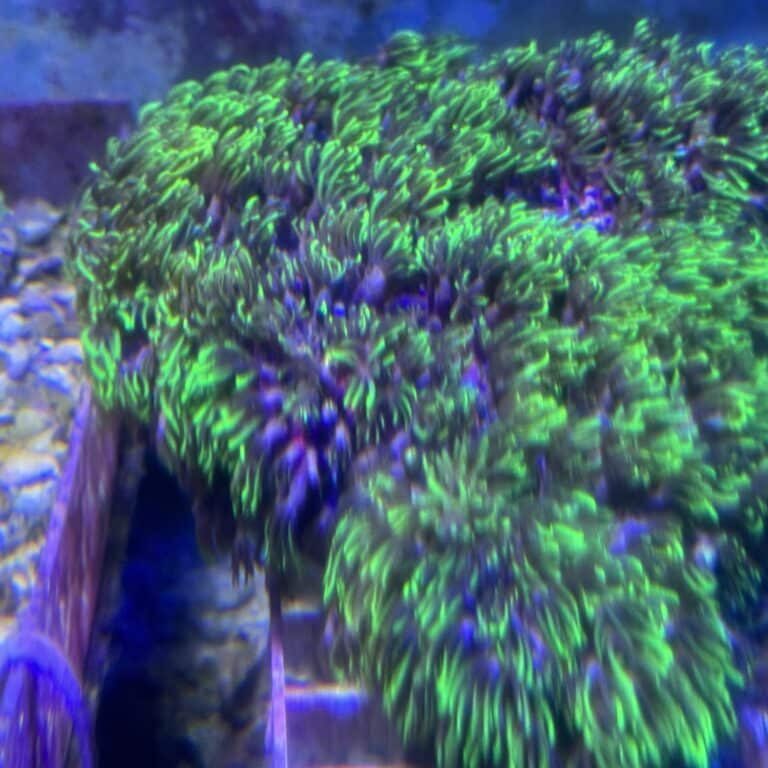 GSP Green Star Polyp Type 5