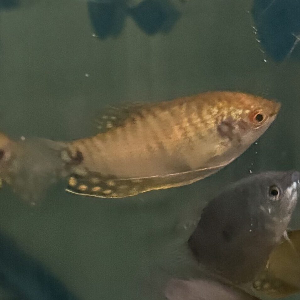 Gourami Gold