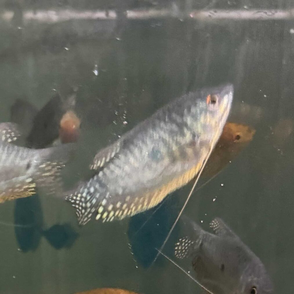 Gourami Opaline