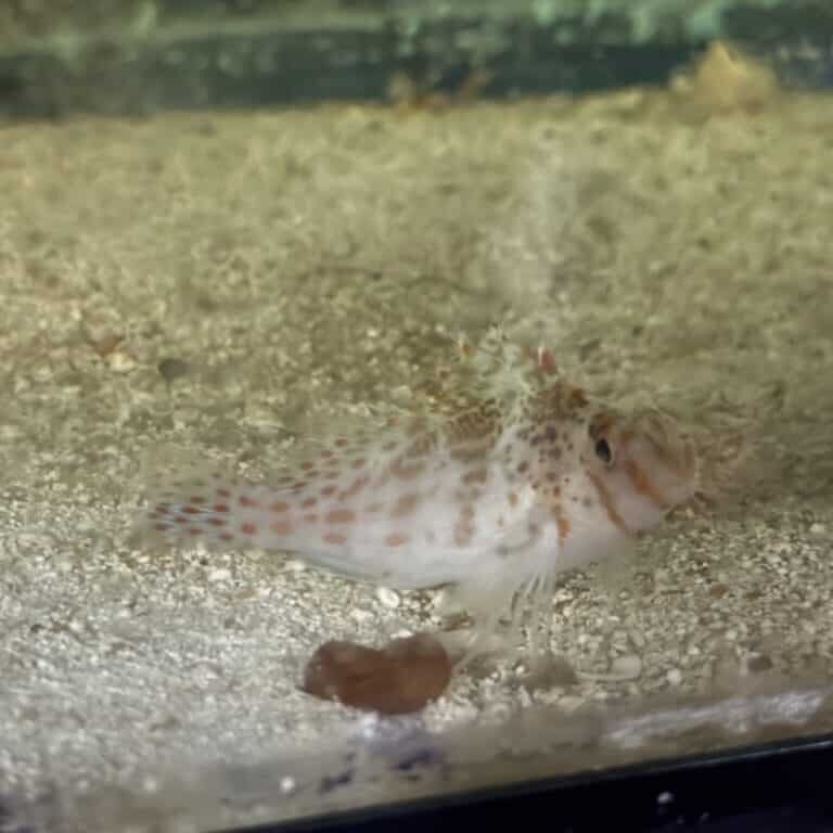 Hawkfish Falco cirrhitichthys saltwater reef fish 2