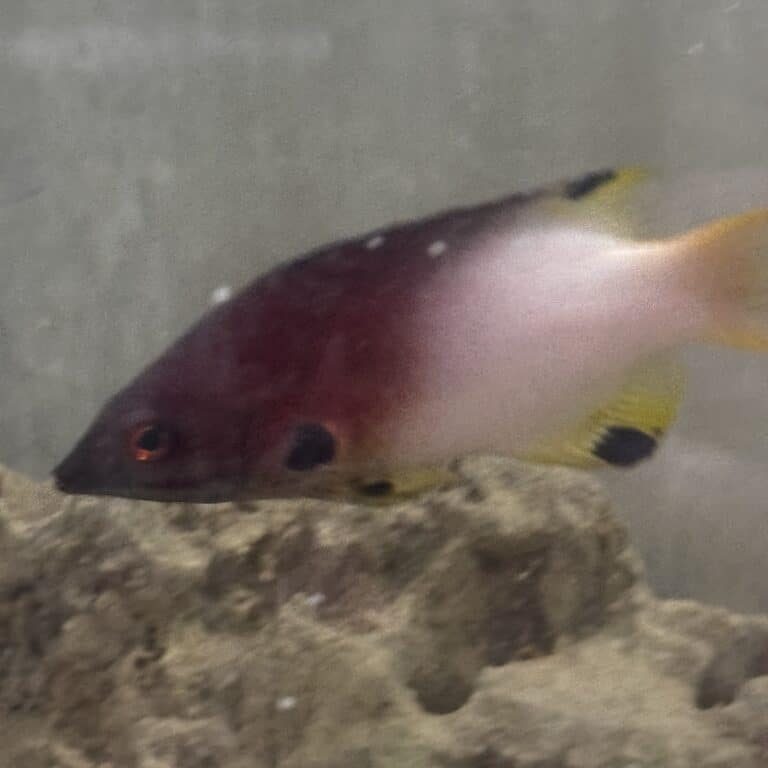 Hogfish Axilspot