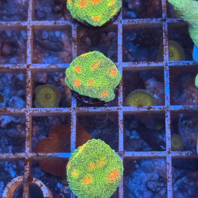 Coral Frag LPS Ultra Chalice Bubble Gum