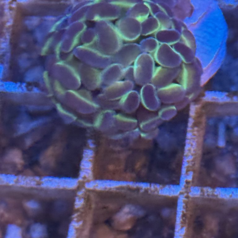 Coral Frag LPS Ultra Euphyllia Hammer Hologram