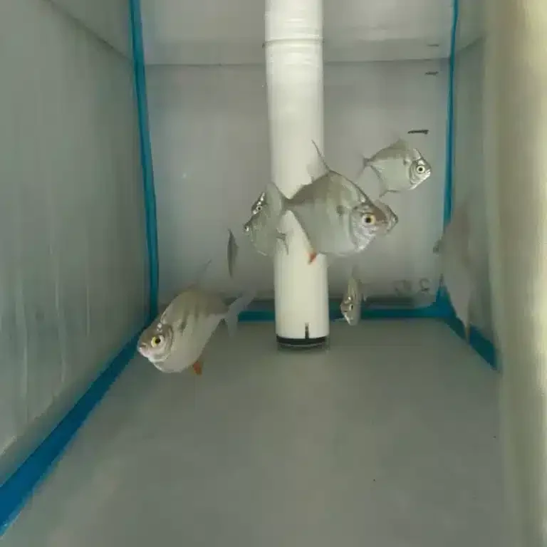 Metynnis sp. Silver Dollar Tiger