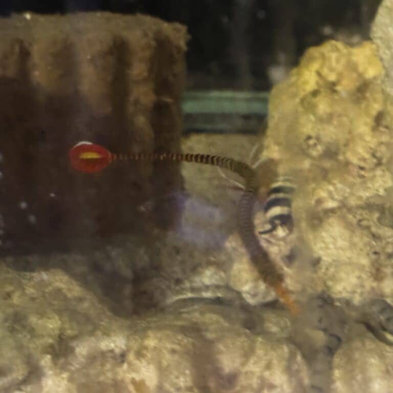 Pipefish Multibar Aussie