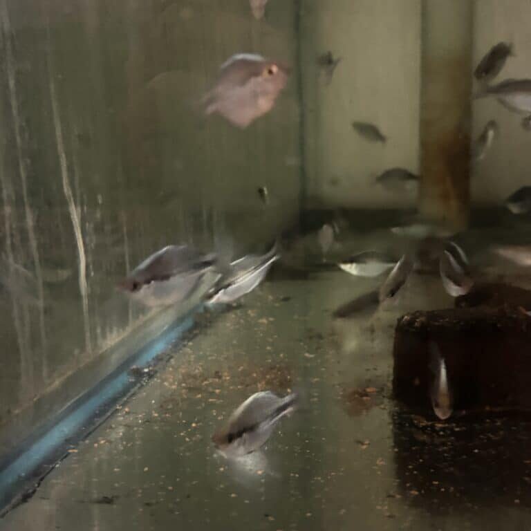 Rainbowfish Kamaka
