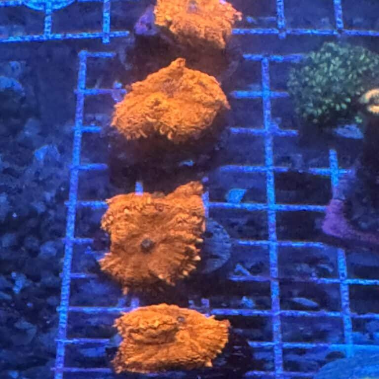 Coral Frag Soft Rhodactis Neon Orange Crush Mushroom Saltwater Reef