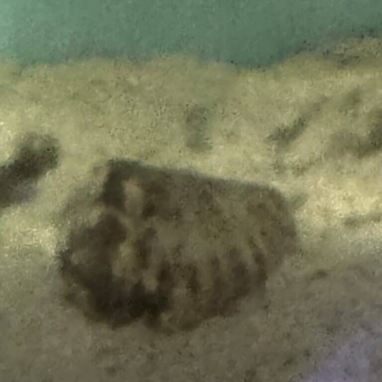 Snail Conch Strawberry