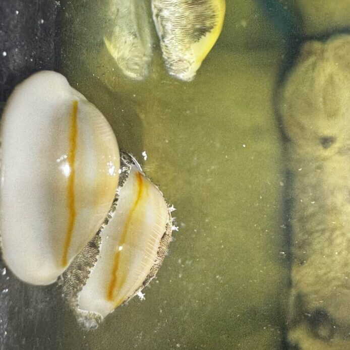 Snail Ring Cowrie