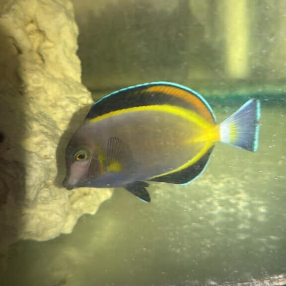 Tang Gold Rim Acanthurus Nigricans Saltwater Reef Fish