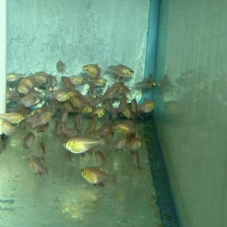 Tetra Von Rio Orange