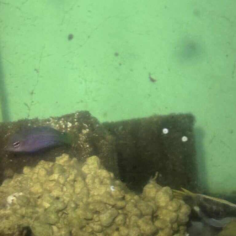 Wrasse Six Line Pseudocheilinus hexataenia Saltwater Reef Fish