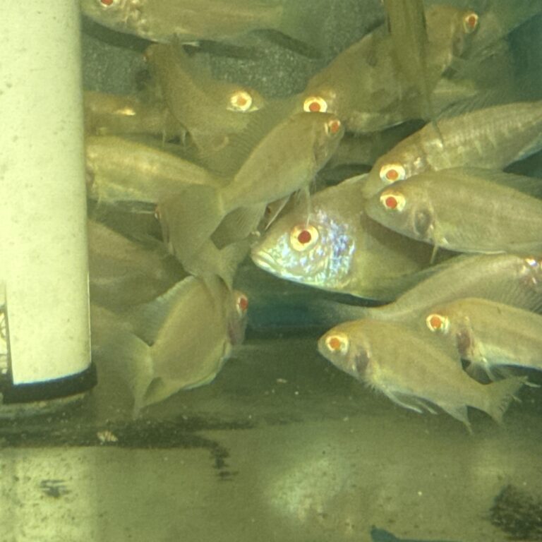 Cichlid African Peacock Albino German Red