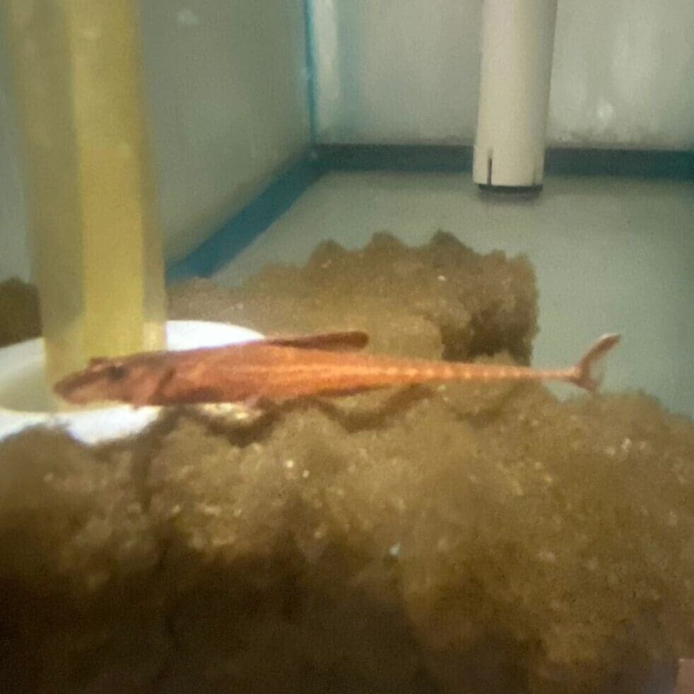 Catfish Red Loricaria