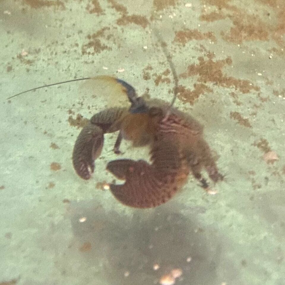 A lobster is swimming in the water.