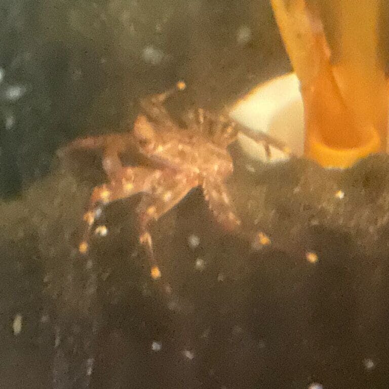 A crab is sitting on the bottom of a tree.