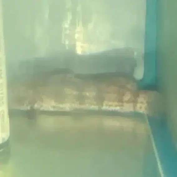 A snake is sitting on the ground in front of a window.
